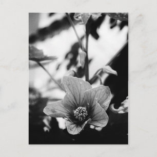 Black and White Floral Photography Postcard