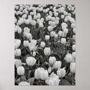 Black and White Flower Field Poster