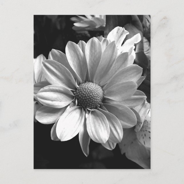 Black and White Flower Photo Postcard (Front)