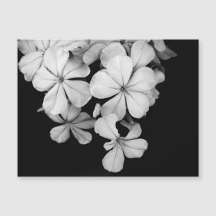 Black and White Flower Photography