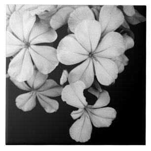 Black and White Flower Photography Tile