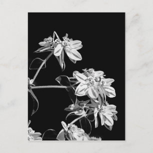 Black and white flower postcard