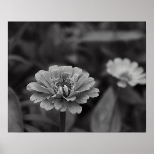 Black and White Flower Poster (Front)