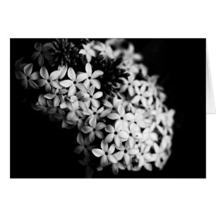 black and white flowers