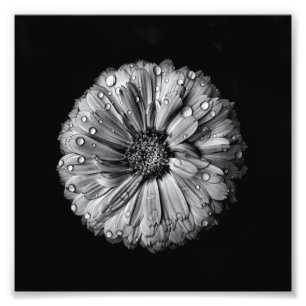 Black And White Flowers 10 Photo Print