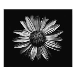 Black And White Flowers 18 Photo Print