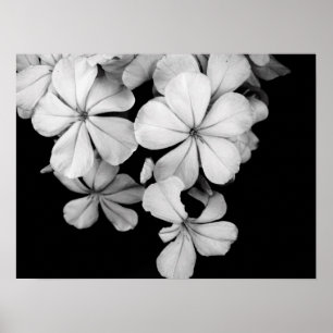 Black and white flowers close-up poster