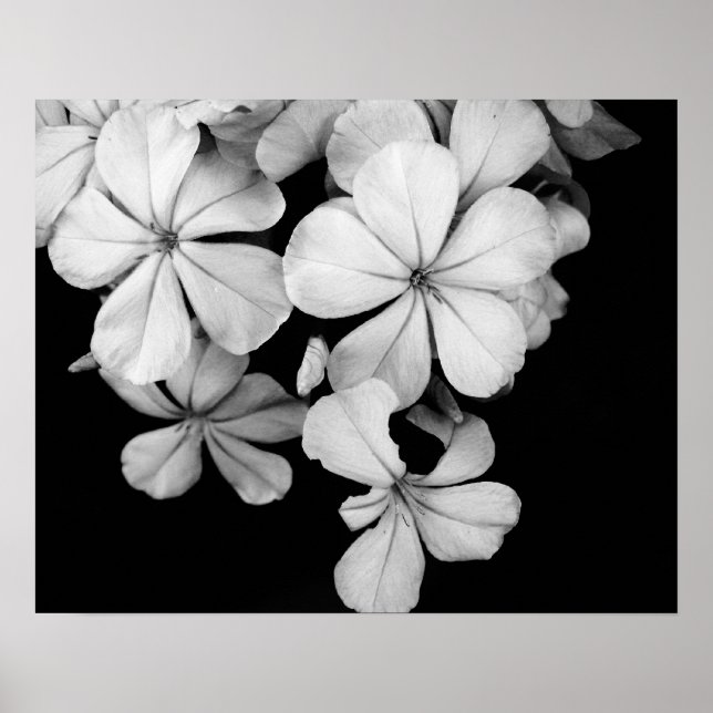 Black and white flowers close-up poster (Front)
