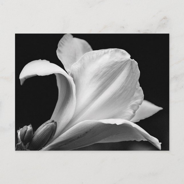 Black and White Freesia Postcard (Front)