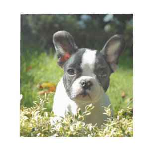 Black and White French Bull Dog Puppy Notepad