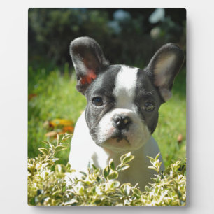 Black and White French Bull Dog Puppy Plaque