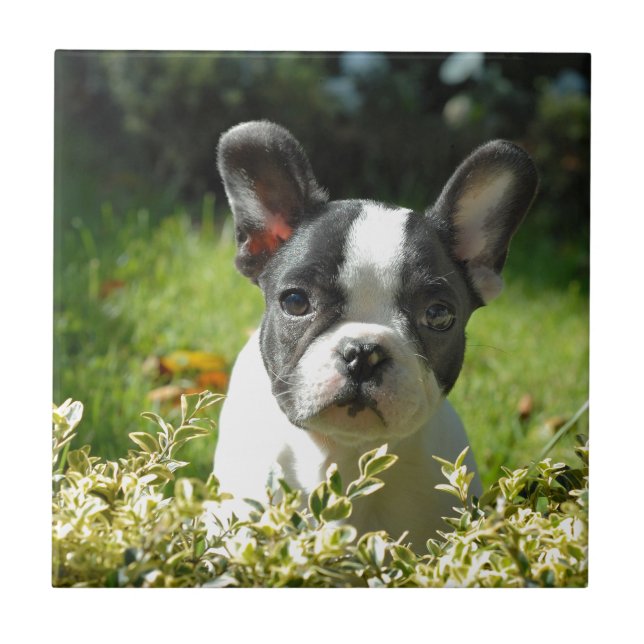 Black and White French Bull Dog Puppy Tile (Front)