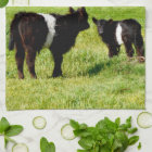 Black And White Galloway Calves,