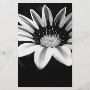 Black and White Gazania Flower Photograph Stationery