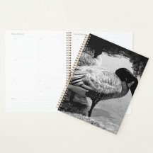 Black and White Geese Quiet Moment by the Lake