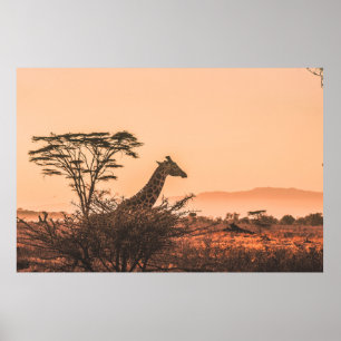 BLACK AND WHITE GIRAFFE ON BROWN GRASS FIELD POSTER
