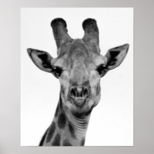 Black and White Giraffe Photograph Poster