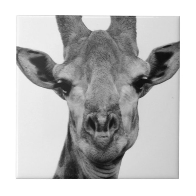 Black and White Giraffe Photograph Tile (Front)