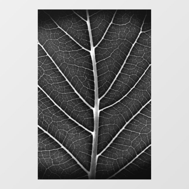Black and white glowing leaf close-up (Sheet)