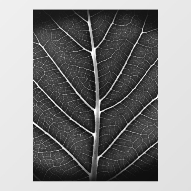 Black and white glowing leaf close-up (Sheet)