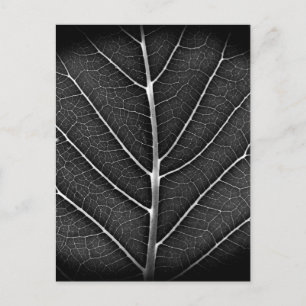 Black and White Glowing Leaf Close-Up Holiday Postcard