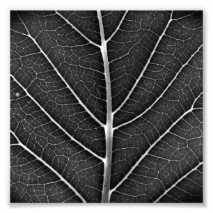 Black and white glowing leaf close-up photo print