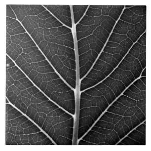 Black and white glowing leaf close-up tile