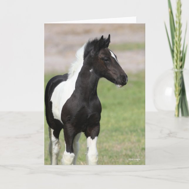 Black and White Gypsy Vanner Foal Standing Card (Front)
