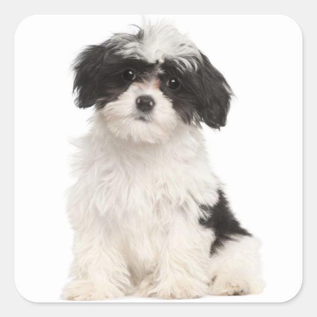 Black And White Havanese Puppy Dog Sticker (Front)