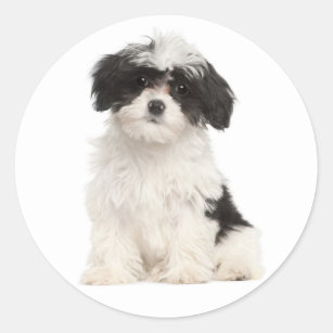 Black And White Havanese Puppy Dog Sticker