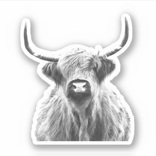 Black and White Highland Cow (Front)