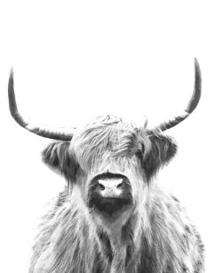 Highland Cow Art Wall Decor Zazzle Co Nz