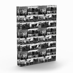 Black And White Highland Cow Photography, Photo Block