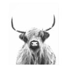 Black and White Highland Cow