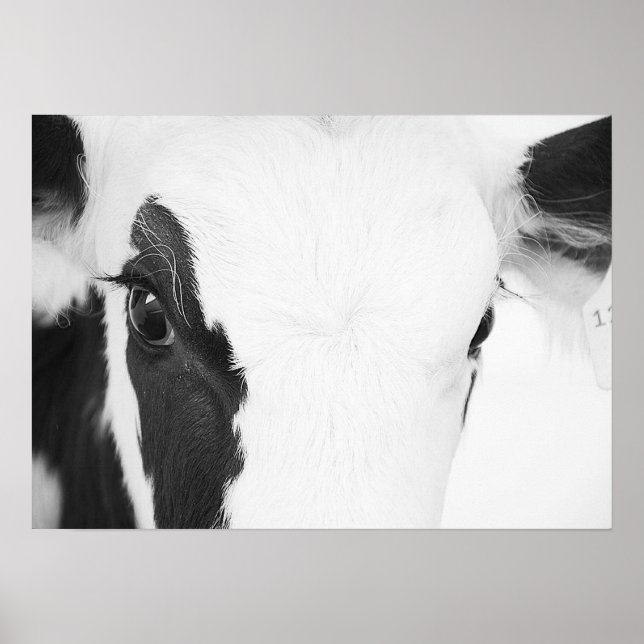 Black and White Holstein Cow Eyes Poster (Front)