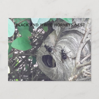 black and white hornets bee nest postcard