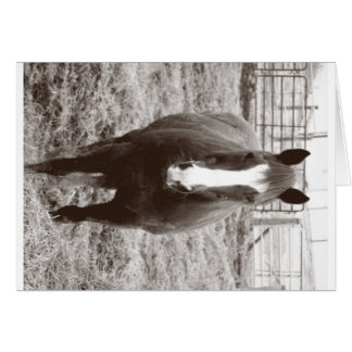 Black and white horse