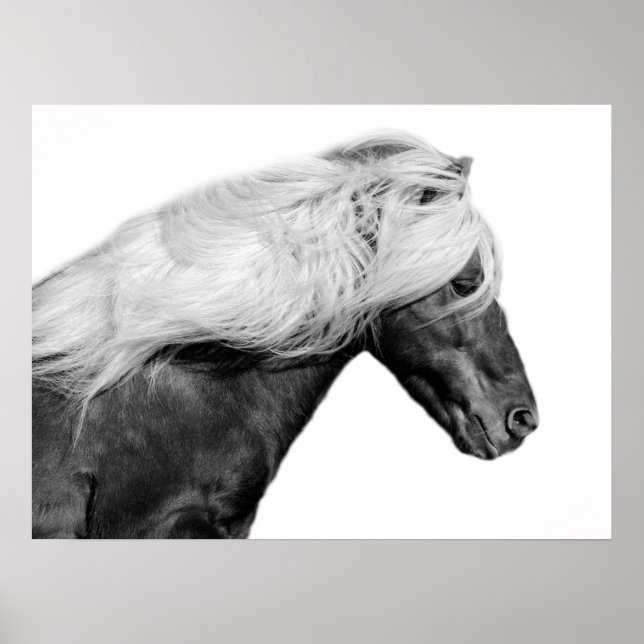 Black and white horse animal equestrian photo poster (Front)