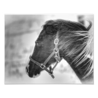Black and White Horse Portrait Photo Print