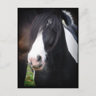 Black and White Horse Portrait Postcard