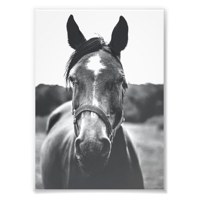 Black and White Horse Portrait Print (Front)