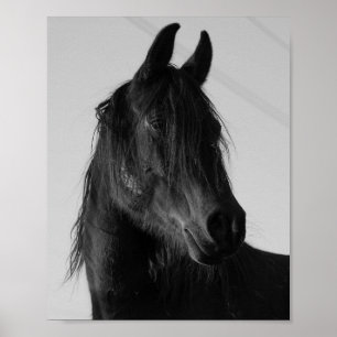 Black and White Horse Portrait Wall Art – Elegant
