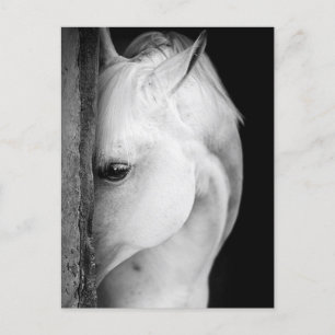 Black and white horse postcard