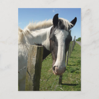 Black and White Horse Postcard