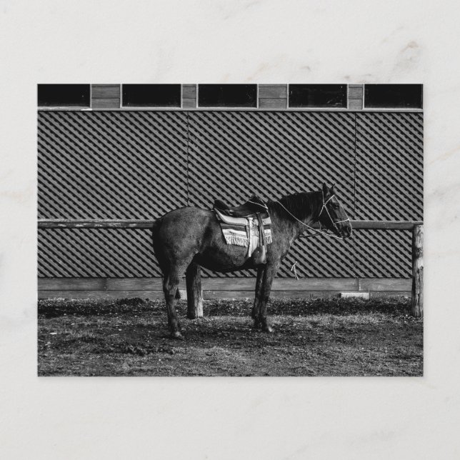 Black and white Horse Postcard (Front)