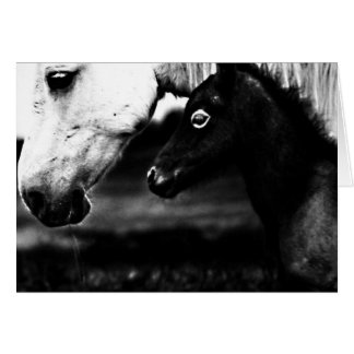 Black and White Horses