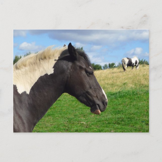 Black and White Horses / Ponies Postcard (Front)