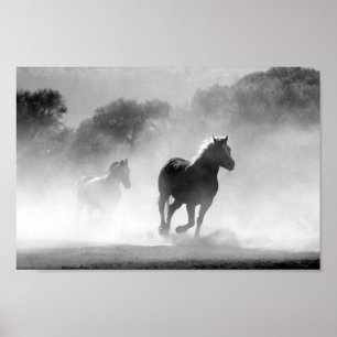 Black and white horses poster