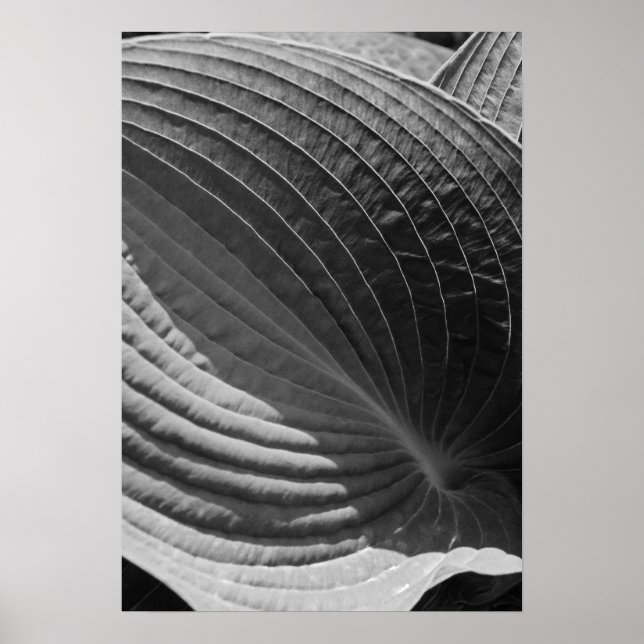Black and White Hosta Leaf Poster (Front)