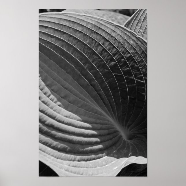 Black and White Hosta Leaf Poster (Front)